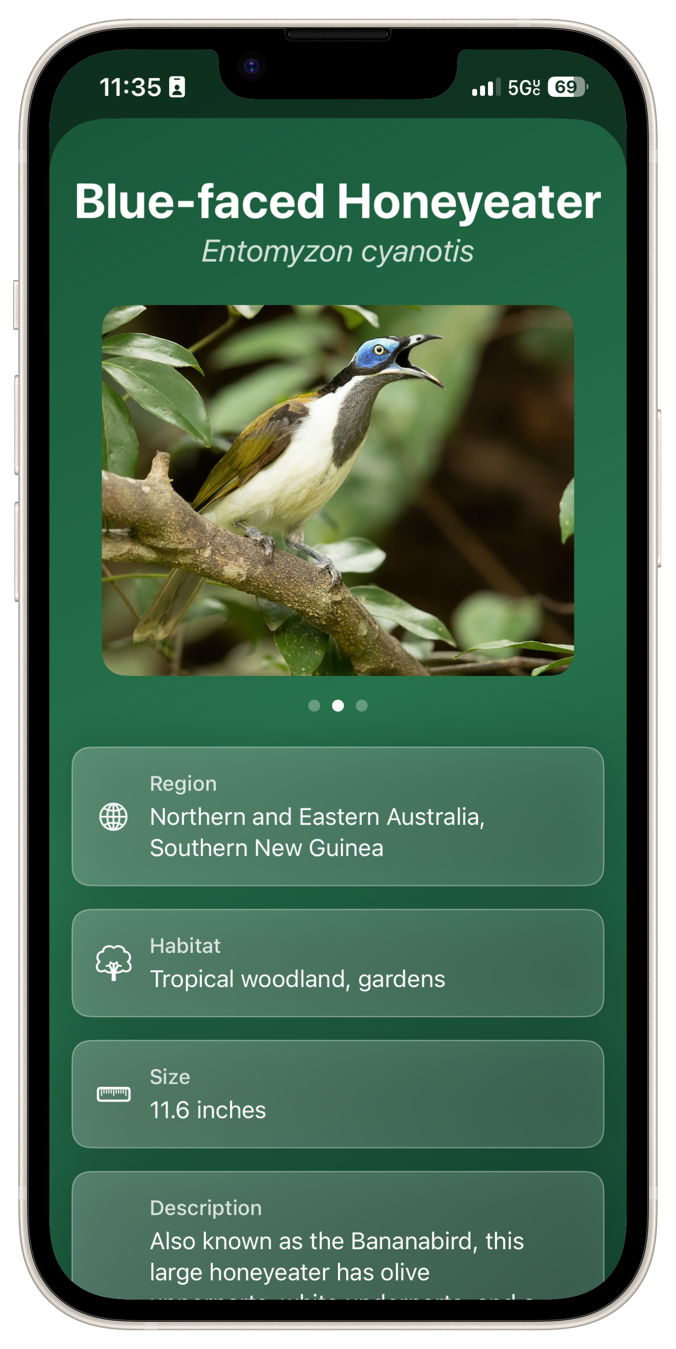 Bird detail with playing interface